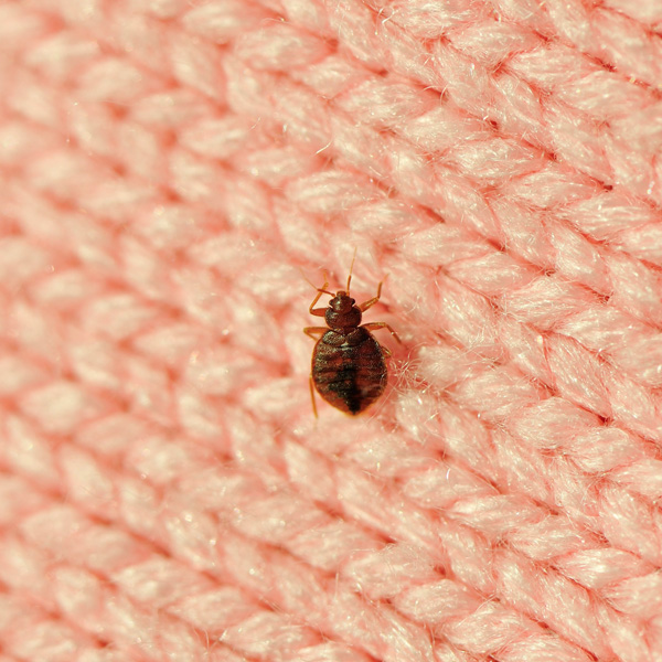 Bed Bugs